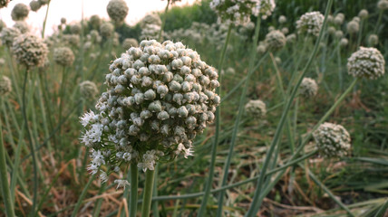 blossoming bolls of onion