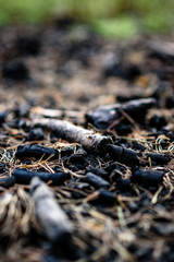Coals from fire in forest.