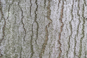 Fototapeta premium Old wood tree bark texture background