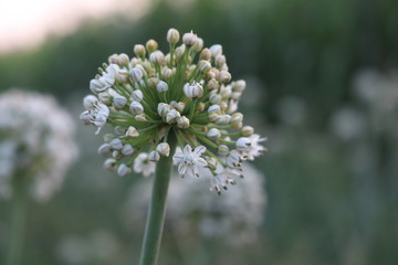 blossoming bolls of onion