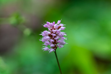 Macro Nahaufnahme einer rosanen cimicifuga ( Traubensilberkerze ) Blüte vor unscharfem grünen bokeh Hintergrund