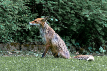 Weiblicher Rotfuchs auf einer Wiese im Park