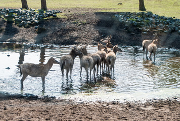 Deer swimming in the lake in the morning at sunrise