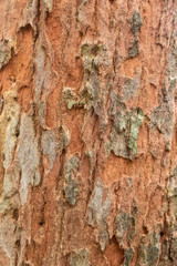 Old wood tree bark texture background