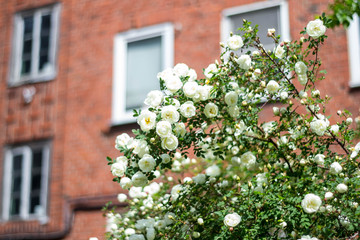 bush of white roses on the background of the house