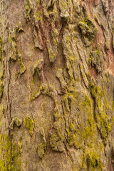 Old wood tree bark texture background