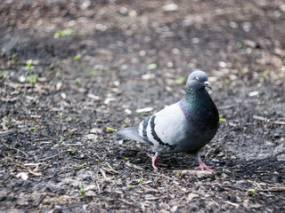 dove