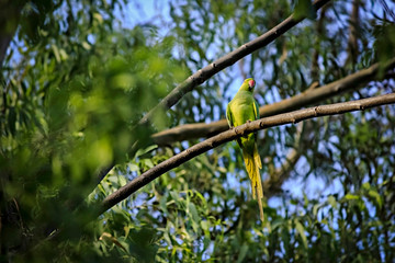 green parrot on a branch