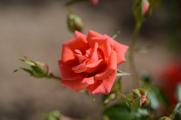 バラの花