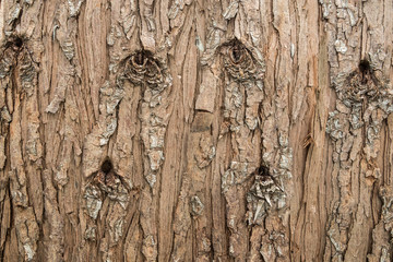 Old wood tree bark texture background