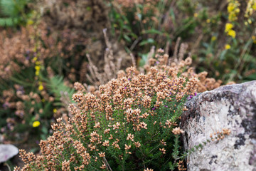 Vegetation in Jersey UK, Europa
