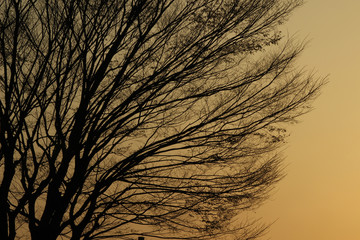 木のシルエット