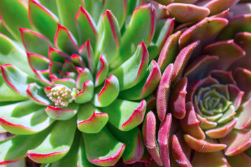 closeup  two beautiful flowers  of succulent cactus, texture echeveria