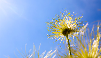 Obraz premium Alpine anemone (Pulsatilla alpina apiifolia) fruits on a background of blue sky with sun and clouds