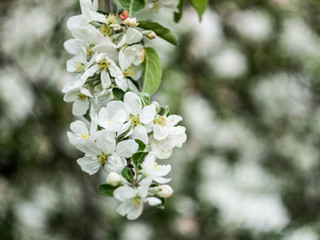 Obraz premium blossom