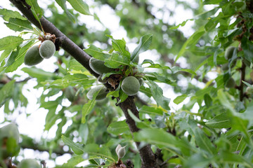 Mandelbaum mit grünen Mandeln, almond tree with almonds