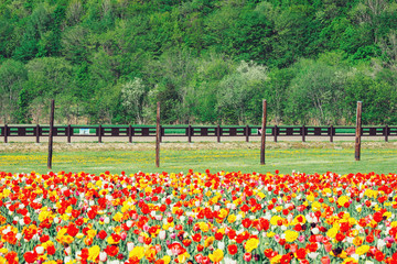 チューリップ公園（かみゆうべつ）