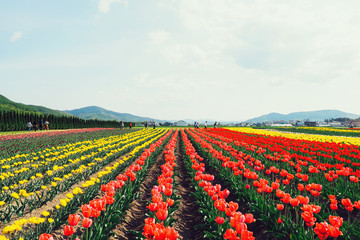 チューリップ公園（かみゆうべつ）