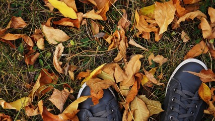 autumn leaves on the ground