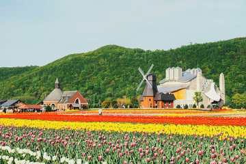 チューリップ公園（かみゆうべつ）