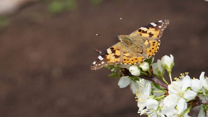 butterfly on flower