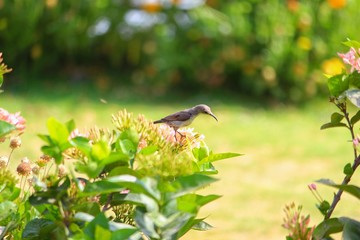 bird on a branch