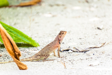 Oriental garden lizard sitting on white sand