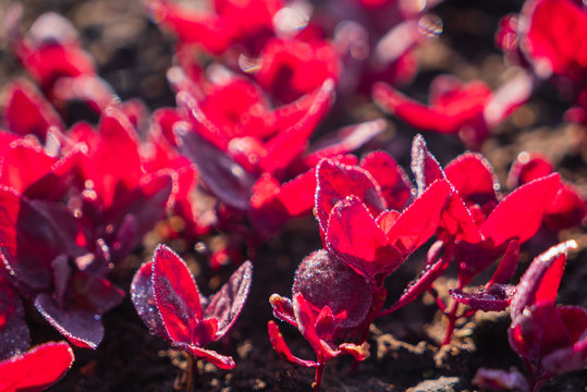 young red orach in the garden