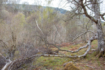 Background fairy tale Forest Landscape
