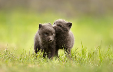 Close up of Arctic Fox cubs playing in a meadow