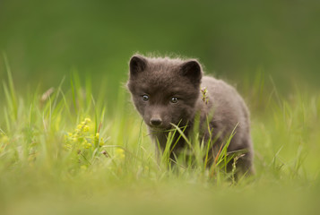 Close up of an Arctic Fox cub in meadow