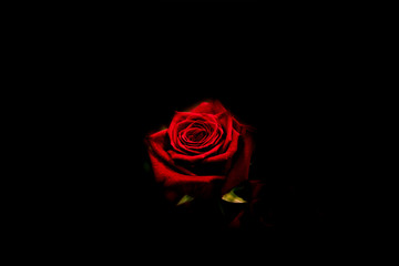 Red Rose Shines from the Shadow