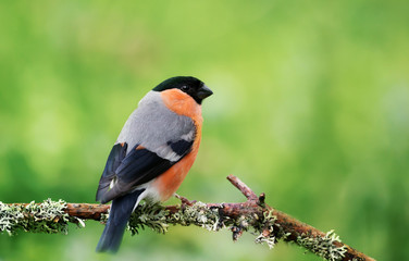 Eurasian bullfinch perched on a mossy branch