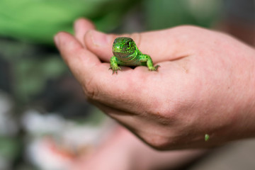 Green lizard in the hand of an adult man. Nature in the summer. Lifestyle. Close-up