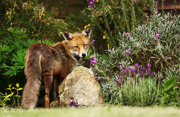 Red fox in the garden with flowers