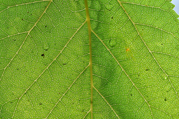 closeup of green leaf