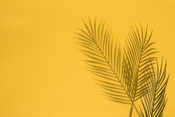 Tropical palm tree leaf shadow on a yellow background. Summertime layout