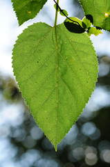 green leaf of a tree