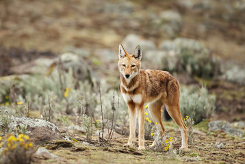 Close up of endangered Ethiopian wolf