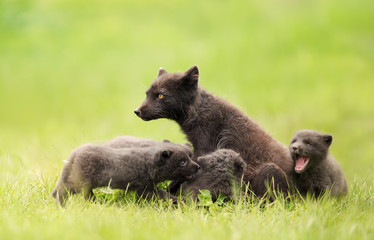 Fototapeta premium Arctic fox mum with playful cubs