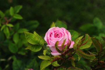 pink rose in the garden