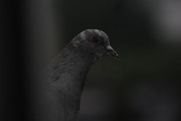 Pigeon bird