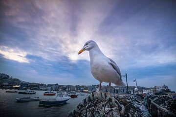 Sea Bird