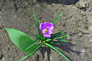 Purple crocus flower with green leaves, top view petals, pistil and stamens, growing on black earth background