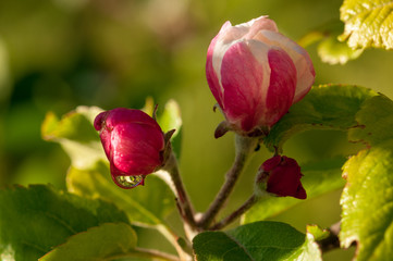 pink apple tree bud in a fruit garden covered with sun and rain drop. close up photo.