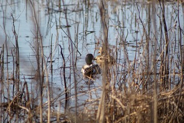 duck in lake