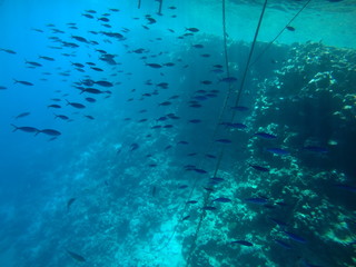 Fototapeta na wymiar red sea diving