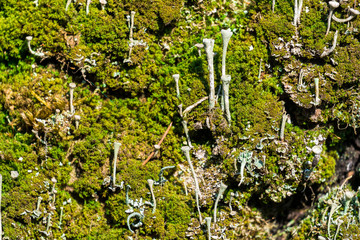 Green moss,illuminated by the rays of the spring sun.Natural texture,background and color of organic natural surface