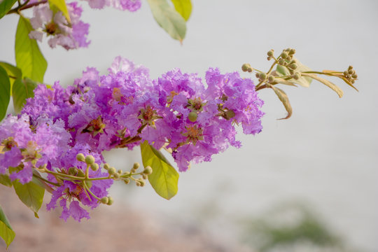 Lagerstroemia loudonii purple flowers.Spring and summer.