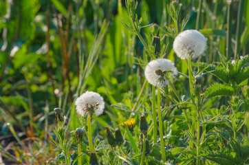 Dandelions in the grass